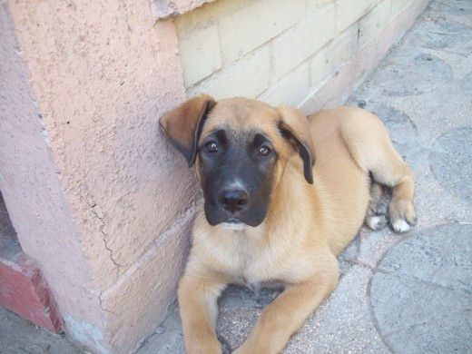 Mi mamá es cruza de dogo de burdeos con labrador y mo papi es un pastor alemán.  Tengo ya casi 4 meses y peso casi 20 kg.